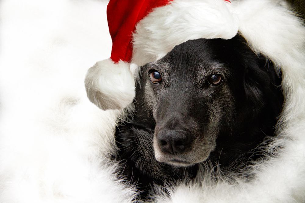 20101217-_MG_9692-santahat_web